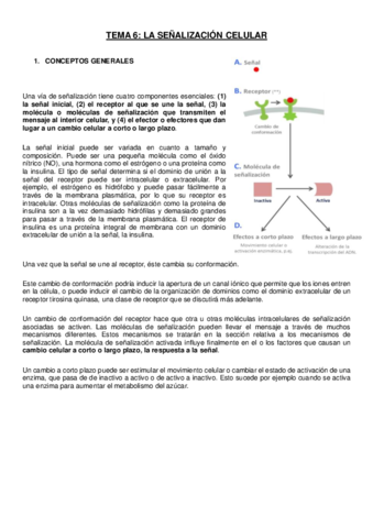 TEMA 6- señalización celular.pdf