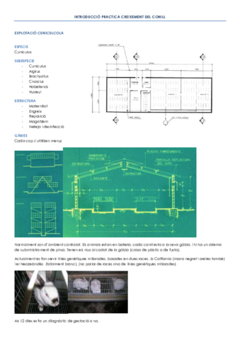 INTRODUCCIÓ PRACTICA CREIXEMENT DEL CONILL apunts.pdf