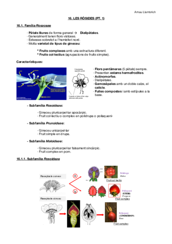 Apunts botànica farmacèutica (Tema 16 pt.1).pdf