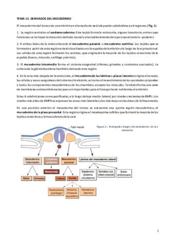 TEORÍA TEMA 13. DERIVADOS DEL MESODERMO.pdf