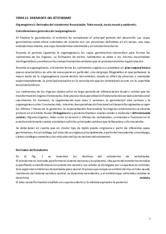 TEORÍA TEMA 11. DERIVADOS DEL ECTODERMO.pdf