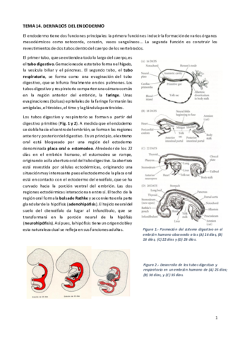 TEORIA TEMA 14. DERIVADOS DEL ENDODERMO.pdf