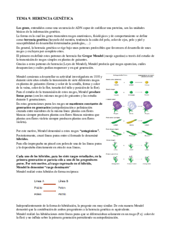 T9. Herencia genética.pdf