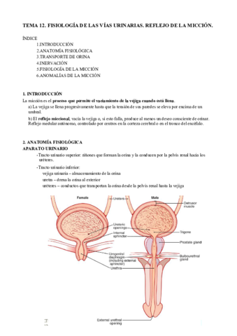 T12. Micción.pdf