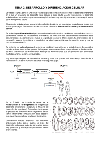 TEMA 2 desarrollo embrionario.pdf