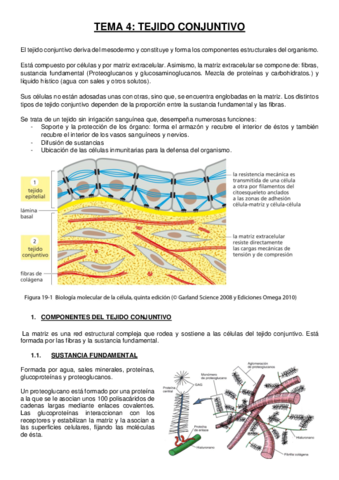 Tema 4 tejido conjuntivo.pdf