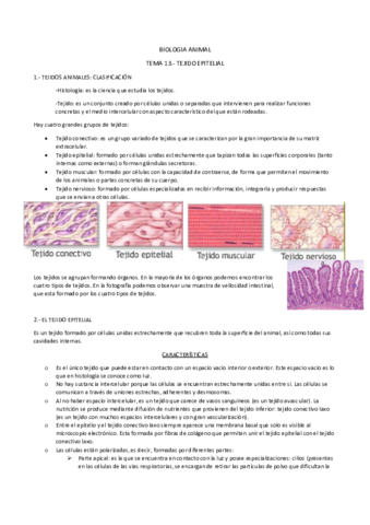 TEMA 13.- TEJIDO EPITELIAL.pdf