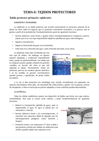 TEMA 6.pdf