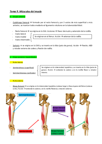 Tema 9. Músculos del muslo.pdf