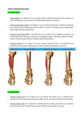 Tema 11. Músculos de la pierna.pdf
