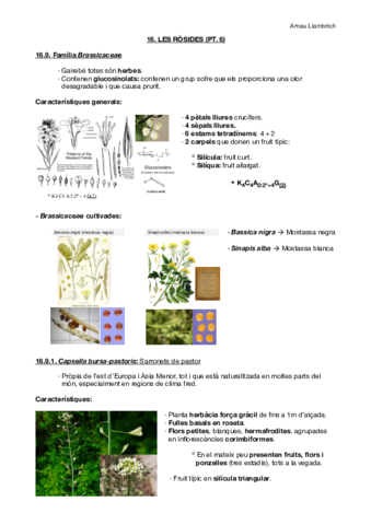 Apunts botànica farmacèutica (Tema 16 pt.6).pdf