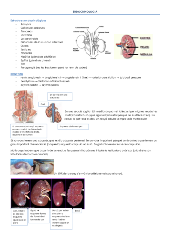 ENDOCRINOLOGIA i PATOLOGIES ENDOCRINES.pdf
