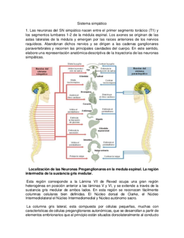 Sistema simpático.pdf