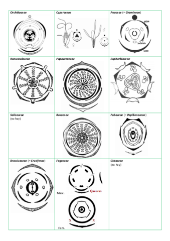Diagramas florales.pdf