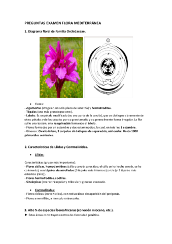 Preguntas Pruebecillas de Clase.pdf