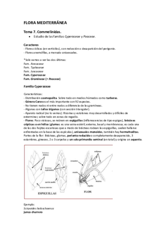 Tema 7. Commelínidas.pdf