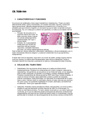 Tema 12d. Tejido óseo.pdf