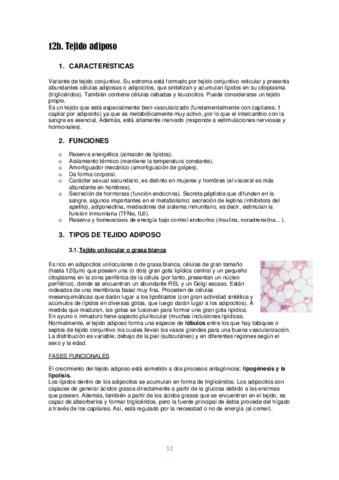 Tema 12b. Tejido adiposo.pdf