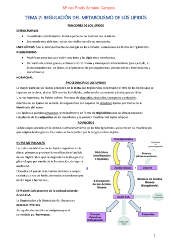 Endocrinología 7-17.pdf