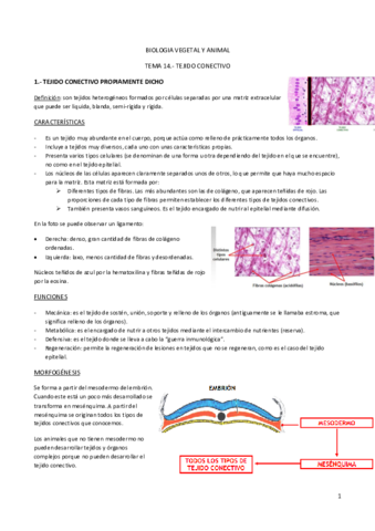 TEMA 14.- TEJIDO CONECTIVO.pdf