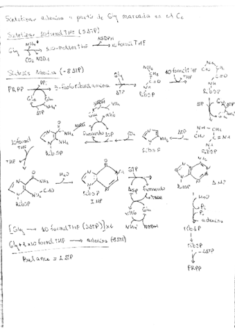 Adenina a partir de Gly en C2.pdf