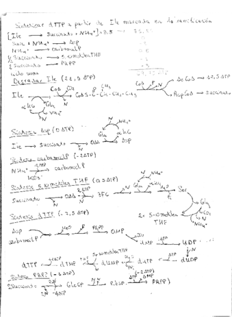 dTTP a partir de Ile en ramificación.pdf