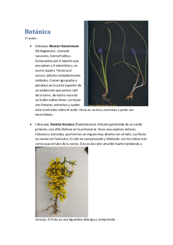 Practicas Botánica.pdf