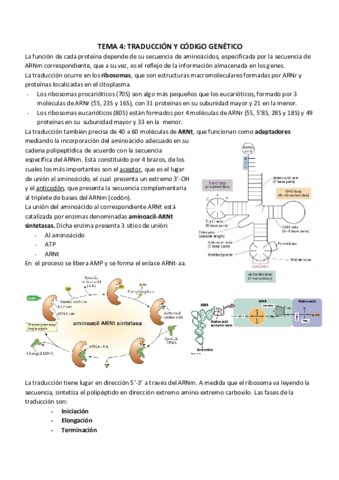 TEMA 4_ TRADUCCIÓN Y CÓDIGO GENÉTICO (1).pdf