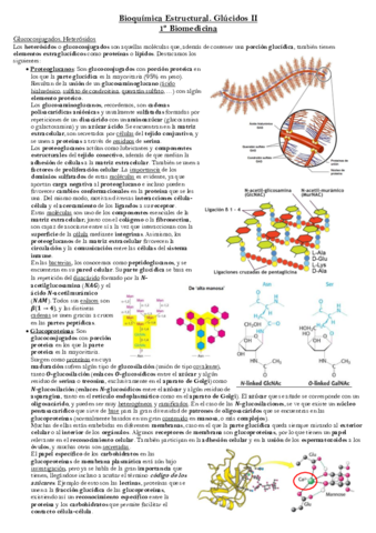 Glucidos-2.pdf