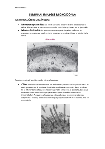 SEMINARI-IMATGES-MICROSCOPIA.pdf