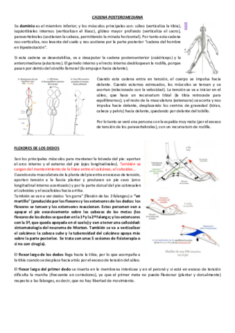 CADENA-POSTEROMEDIANA.pdf