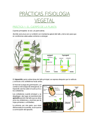 practicas-fisio-vegetal.pdf