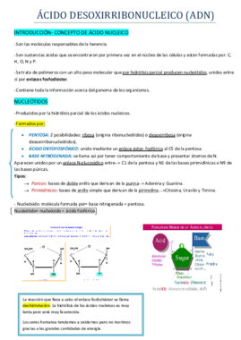 TEMA 5 ADN ÁCIDO DESOXIRRIBONUCLEICO.pdf