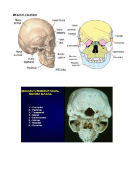 CRANEO.pdf