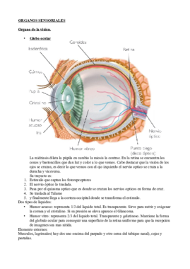 ORGANOS SENSORIALES.pdf