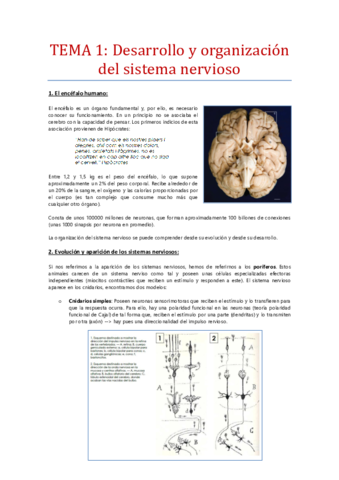 Tema-1-Desarollo-y-organizacion-del-SN.pdf