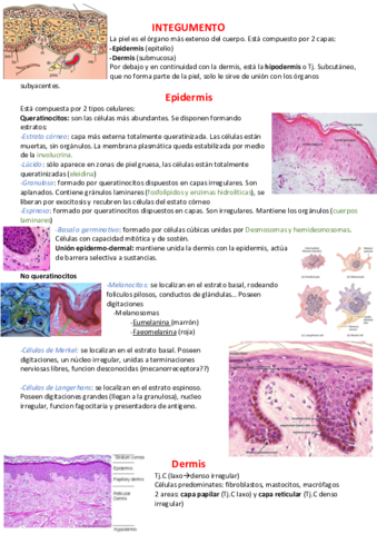 Integumento.pdf