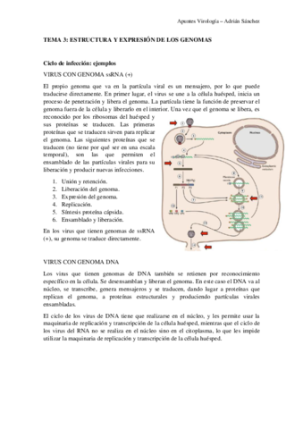 TEMA-3-virologia.pdf