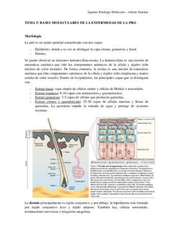 TEMA-5-Patologia-molecular.pdf