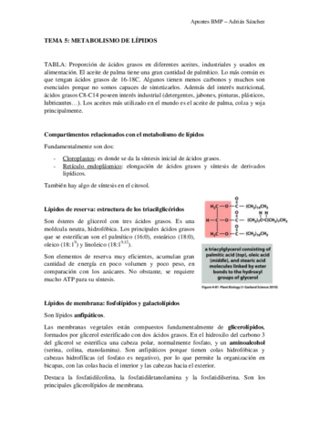 TEMA-5-BMP.pdf