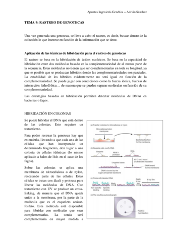 TEMA-9-IG.pdf