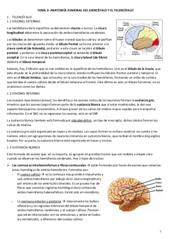TEMA-3-neuro.pdf