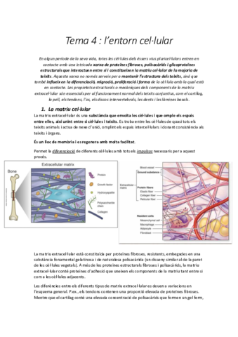 Tema-4-Entorn-Cellular.pdf