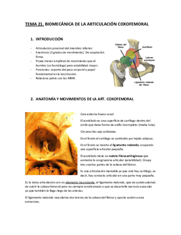 Tema-21.-Biomecanica-de-la-articulacion-coxofemoral.pdf