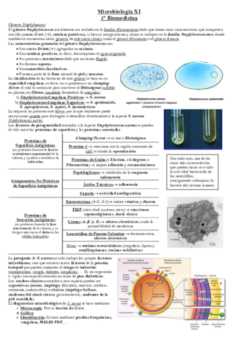 Tema-9-Microbiologia.pdf