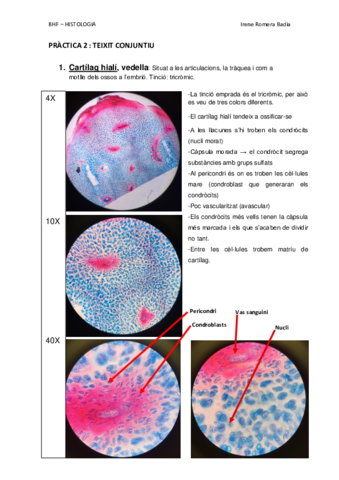 P2-TEIXIT-CONJUNTIU.pdf
