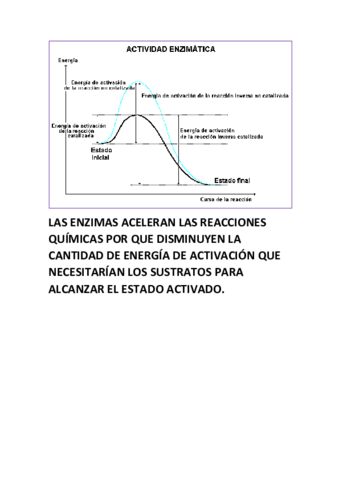 LAS-ENZIMAS-ACELERAN-LAS-REACCIONES-QUIMICAS-POR-QUE-DISMINUYEN-LA-CANTIDAD-DE-ENERGIA-DE-ACTIVACION-QUE-NECESITARIAN-LOS-SUSTRATOS-PARA-ALCANZAR-EL-ESTADO-ACTIVADO-copia.pdf