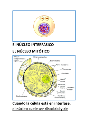 El-NUCLEO-INTERFASICO.pdf