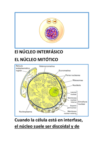 El-NUCLEO-INTERFASICOo.pdf