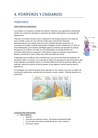 4.-Poriferos-y-Cnidarios.pdf